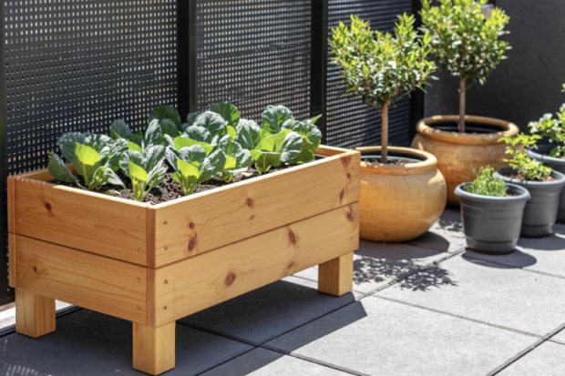 Growing Fruit and Veg in the UK Through Summer