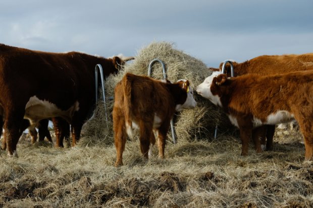 Livestock Feeding Tips for Farmers and Smallholders