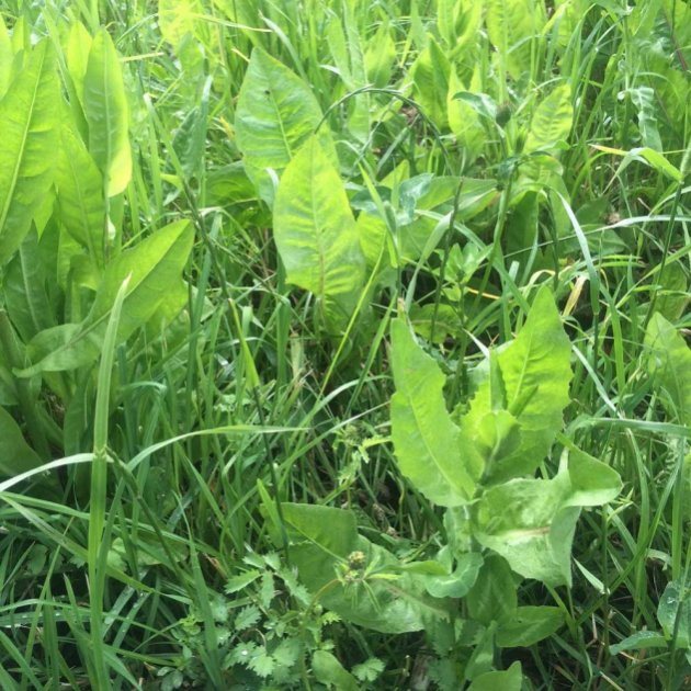 Image of Legumes herb