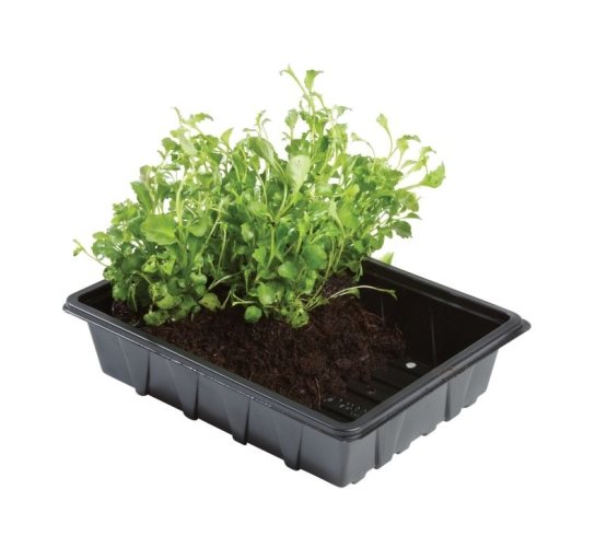 Standard Seed Tray 5 Pack Growtables & Trays Mole Avon