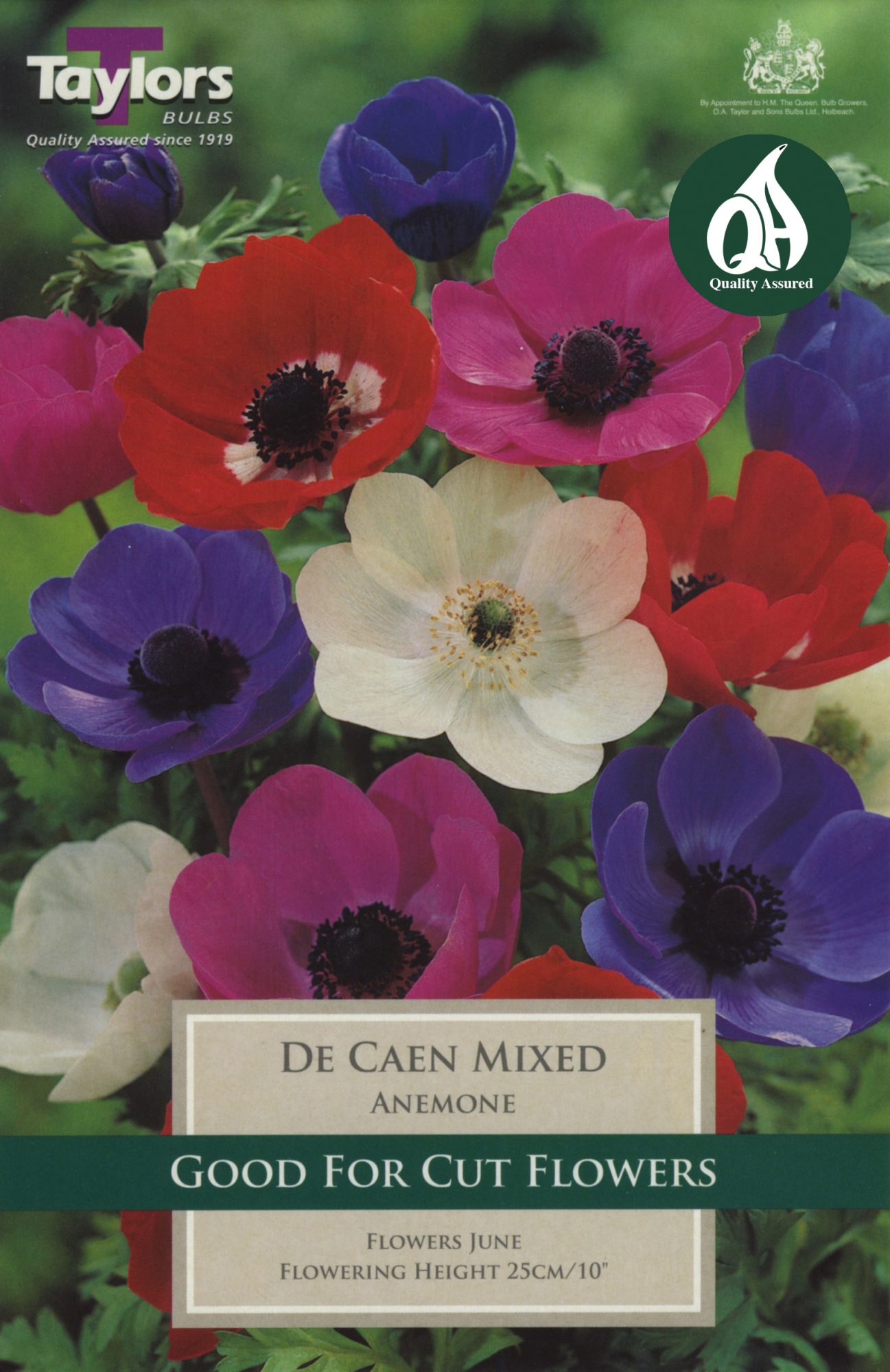 Taylors Bulbs Anemone De Caen Mixed - Seeds & Bulbs - Mole Avon