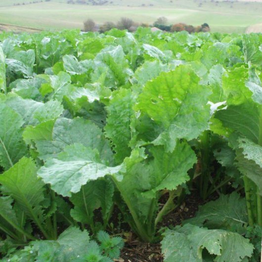 Untreated Vollenda Stubble Turnip 10kg Turnip & Swede Seed Mole Avon