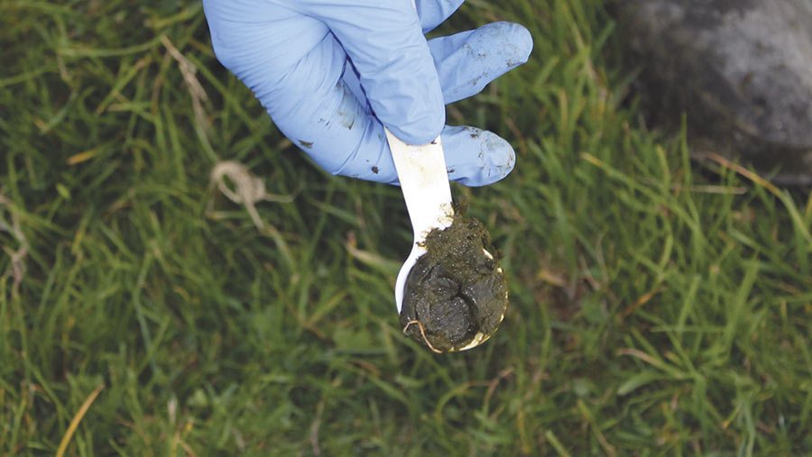 Fecpak Faecal Egg Count Service Faecal Egg Counts