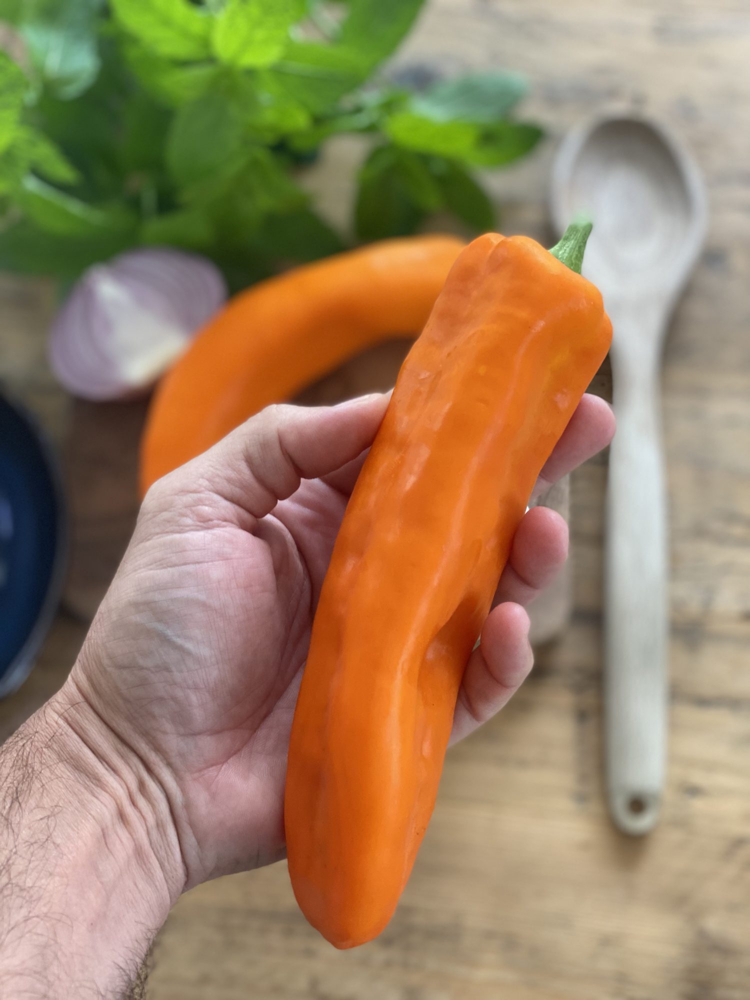 Grafted Pointed Sweet Pepper Cleor 10cm Seeds & Bulbs Mole Avon