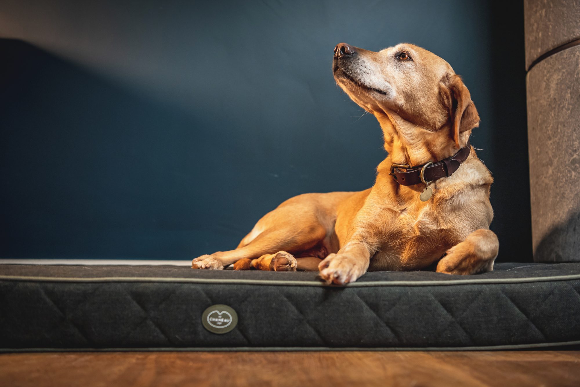 Le Chameau Cushion Dog Bed Vert Chameau Small Mattresses Mole Avon