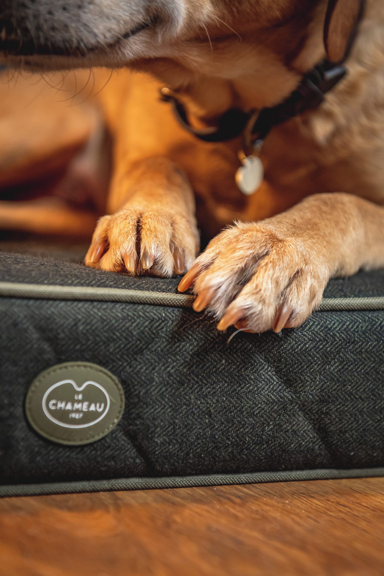 Le Chameau Cushion Dog Bed Vert Chameau Small Mattresses Mole Avon