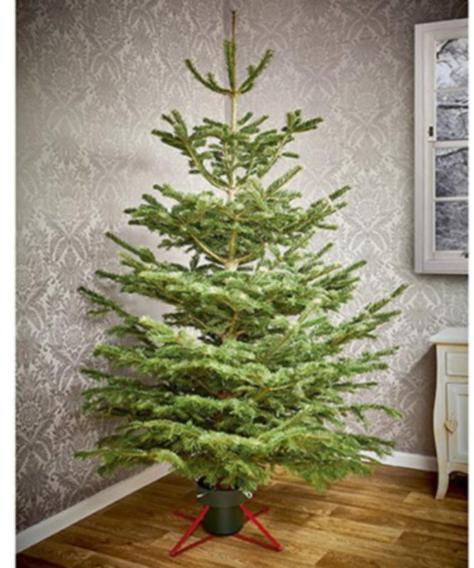 Real Tree Stand Red & Green Trees Mole Avon