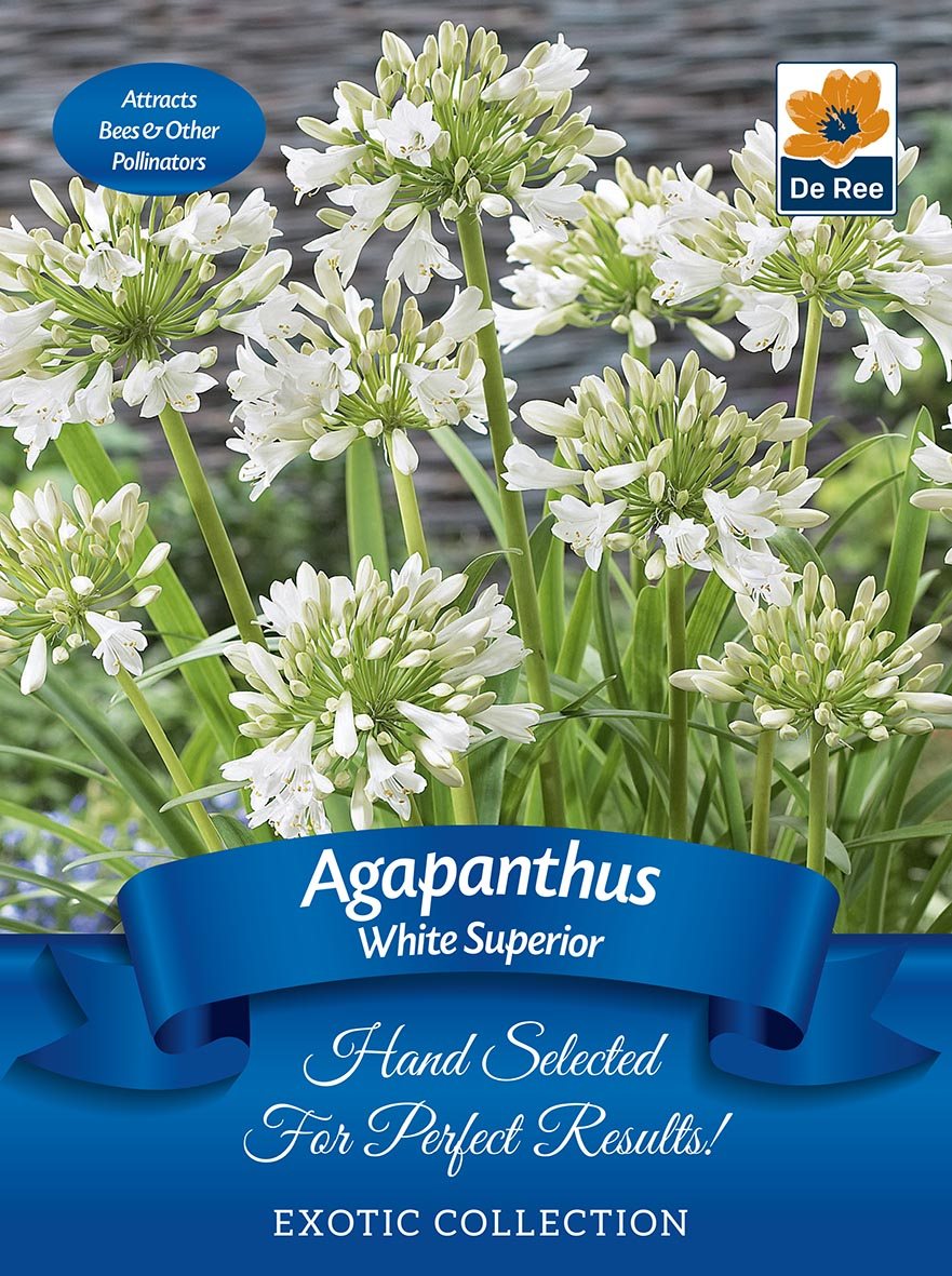 De Ree Agapanthus White Superior Bulb Spring/Summer Flowers Mole Avon
