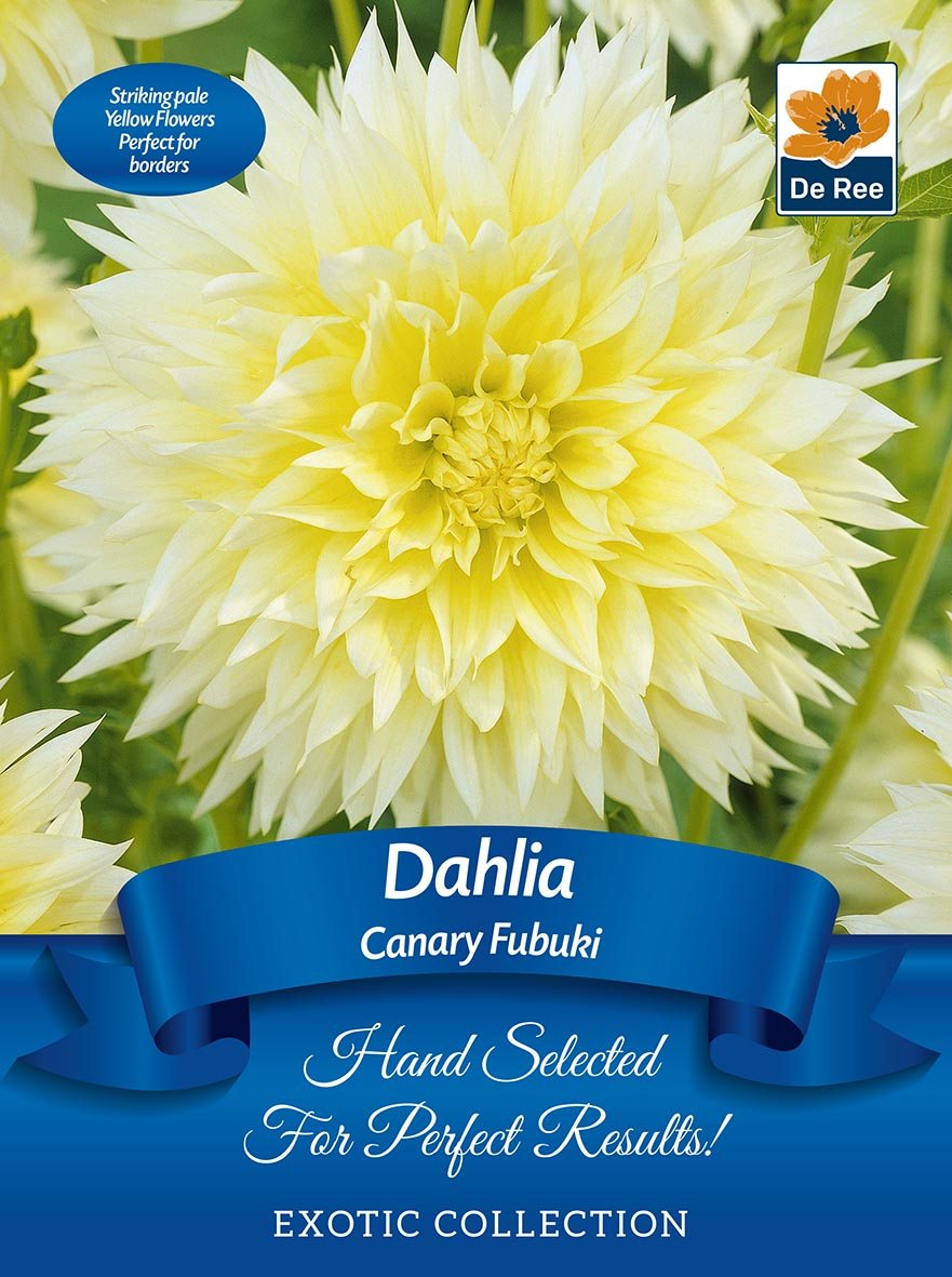 De Ree Dahlia Canary Fubuki Bulb - Spring/Summer Flowers - Mole Avon