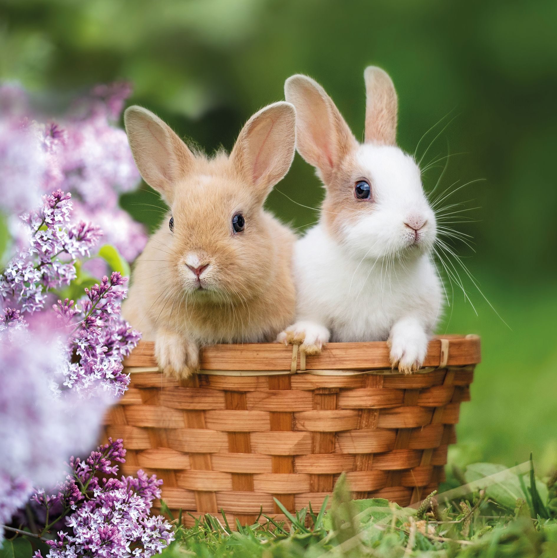 CUBE Cube Two Rabbits Card - Animals