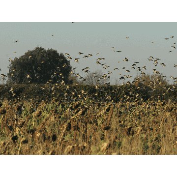 J&J Stewardship & Environmental Leys Seed Stewardship & Environmental Leys Seed