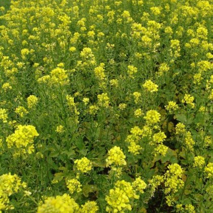 OLIVERSE Mustard Seed Mustard Seed