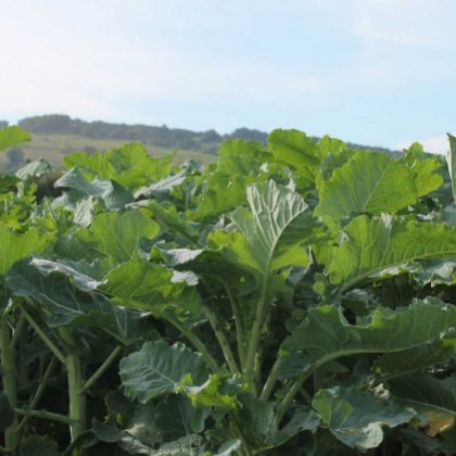 OLIVERSE Kale Seed Kale Seed