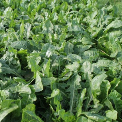 OLIVERSE Chicory Seed Chicory Seed