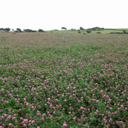 OLIVERSE Clover Seed Clover Seed