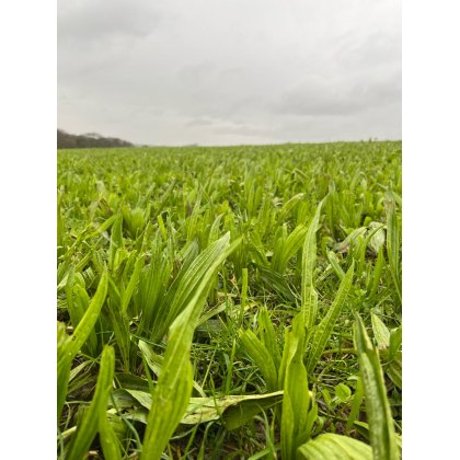 OLIVERSE Stewardship & Environmental Leys Seed Stewardship & Environmental Leys Seed