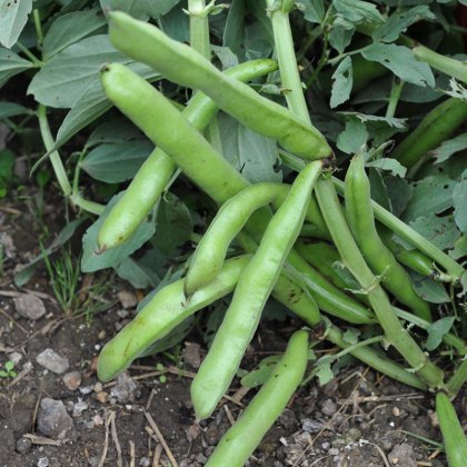 Beans & Peas