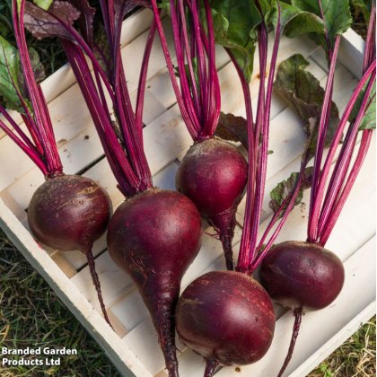 Root Vegetables