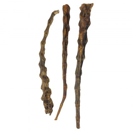 Bones & Appendages