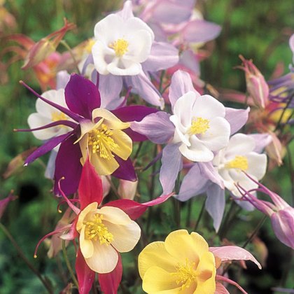 Autumn/Winter Flowers