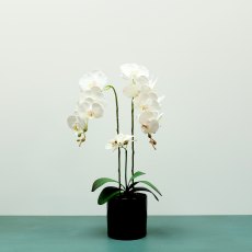 Apac Aragon 3 Stem Orchid In Pot 62cm