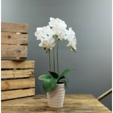 Apac Phalaenopsis 3 Stem Orchid In Pot 54cm