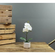 Apac Phanaenopsis 1 Stem Orchid In Pot 32cm