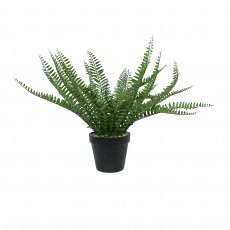 Apac Potted Botanica Fern 44cm