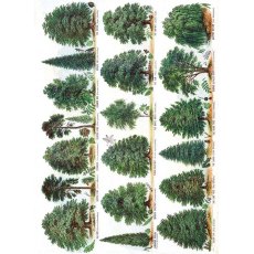 Museums & Galleries Our British Forest Trees Card