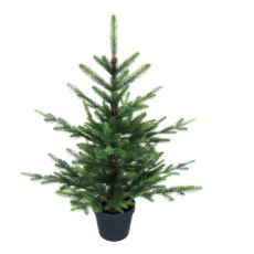 Noma Nordman Fir Potted Tree 3ft