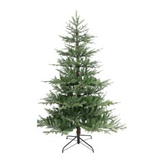 Noma Nordman Fir Tree