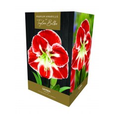 Taylor's Bulbs Premium Amaryllis Samba Bulb Gift Pack