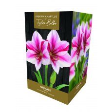 Taylor's Bulbs Premium Amaryllis Gervase Bulb Gift Pack