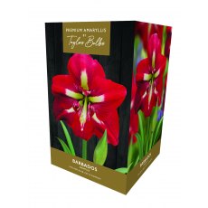 Taylor's Bulbs Premium Amaryllis Barbados Bulb Gift Pack