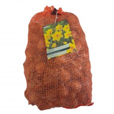 Taylor's Bulbs Narcissus Fortune Bulbs 5kg