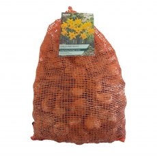 Taylor's Bulbs King Alfred Narcissus Bulbs 5kg