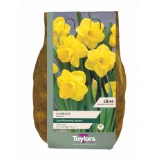 Taylors Bulbs Narcissus Camelot 2kg Taylors Bulbs Narcissus Camelot 2kg