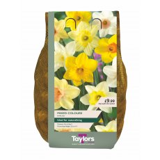 Taylors Bulbs Narcissus Mixed Colours 2kg Taylors Bulbs Narcissus Mixed Colours 2kg