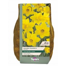 Taylor's Bulbs Golden Trumpets Narcissus Bulbs 2kg