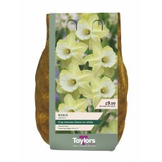 Taylor's Bulbs Binkie Narcissi Bulbs 2kg