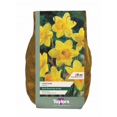 Taylor's Bulbs Fortune Narcissi Bulbs 2kg