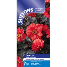Suttons Black Forest Ruby Dahlia Seeds