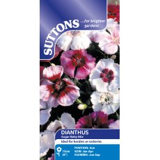Suttons Dianthus Sugar Baby Mix Seeds