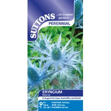 Suttons Eryngium Alpinum Blue Ice Seeds