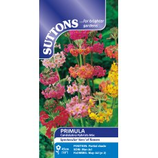 Suttons Primula Candelabra Hybrid Seed Mix