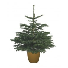 Potted Nordman Fir Christmas Tree 7.5L