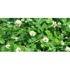 Dual-Purpose White Clover