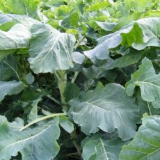 Grüner Angeliter Untreated Kale 1kg