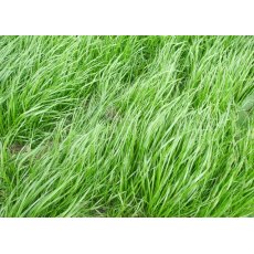 Westerwold Grass Seed 25kg