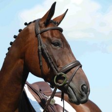 Collegiate Syntovia Padded Raised Flash Bridle